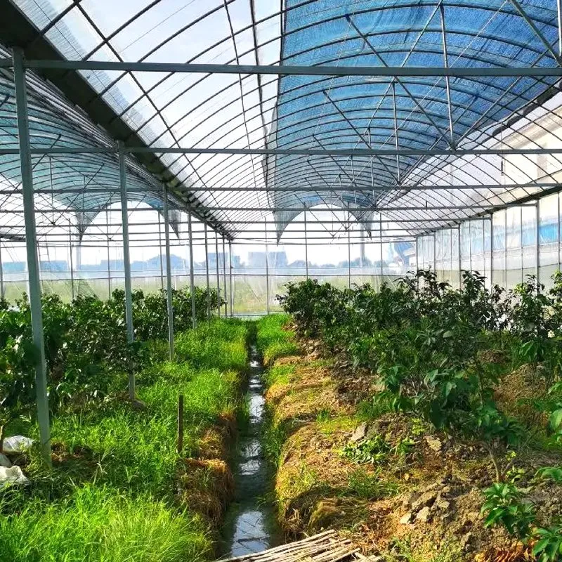 Billig/Landwirtschaft/Kommecial/Farm Film/Glas verschiedene Material Gewächshaus mit Bewässerung hydroponic System für Erdbeere/Gemüse/Blumen/Tomaten/Pfeffer