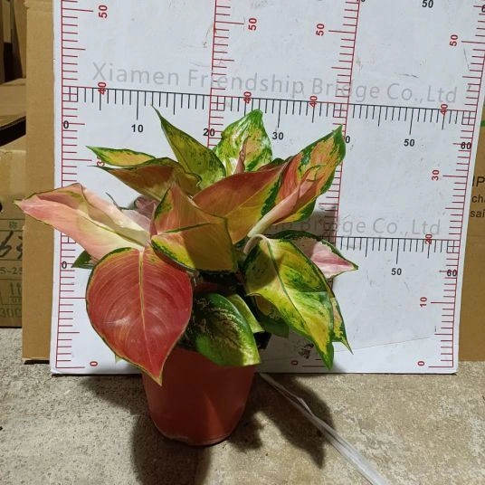 Hot Sale Real Plants Red Ruby Aglaonema