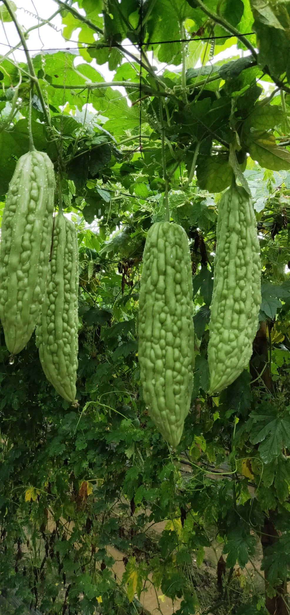 Disease Resistance Hybrid Green Bitter Gourd Seeds for Sowing