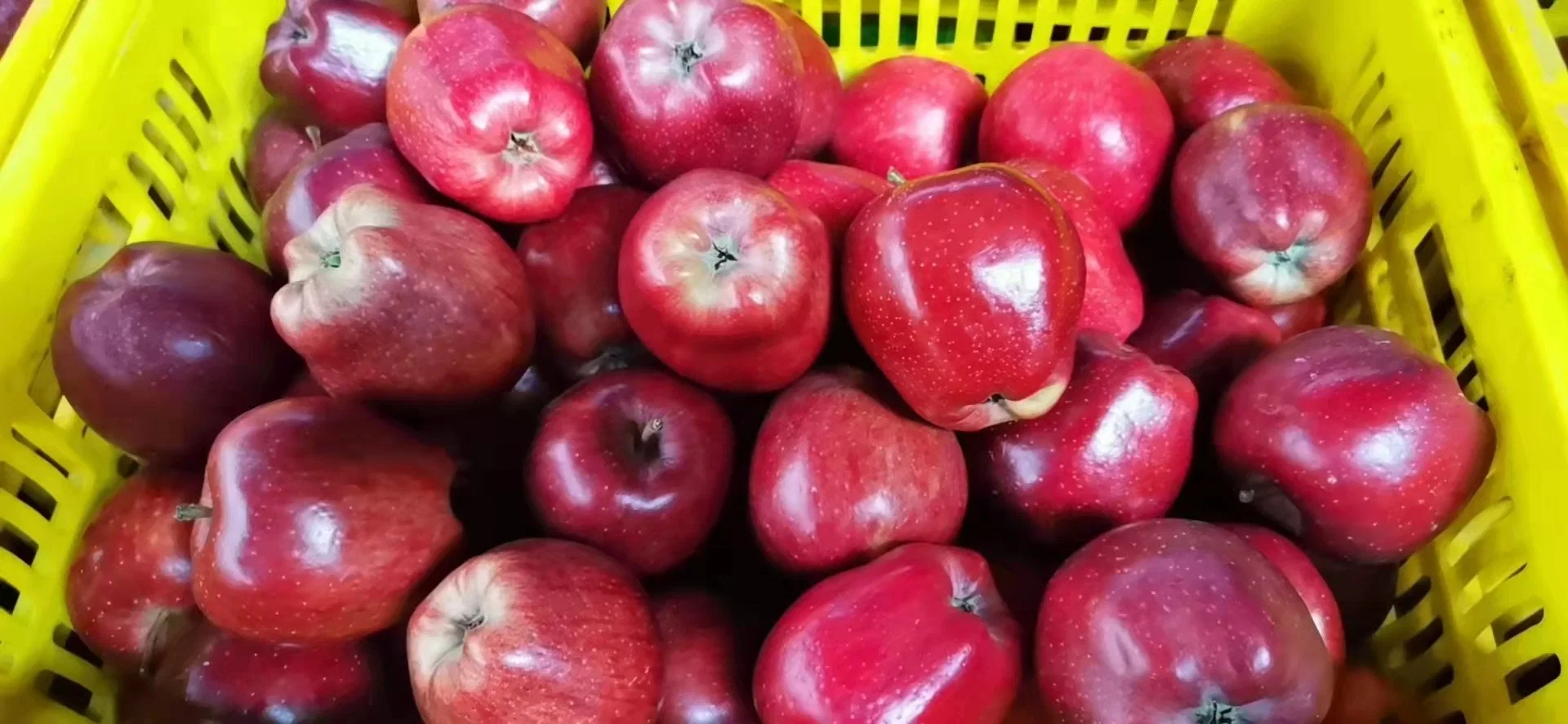 2021 Crop Big Red Huaniu Apple with Word