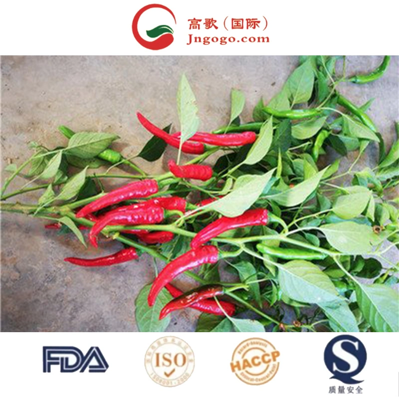 100% Pure Fresh Red Hot Organic Natural Dried Chili Pepper