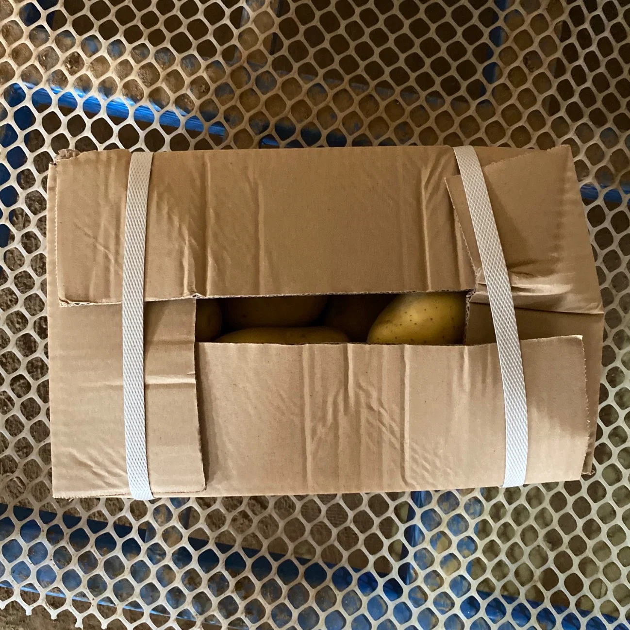 Frische Kartoffel Verpackung in Netzbeutel China New Season Potato