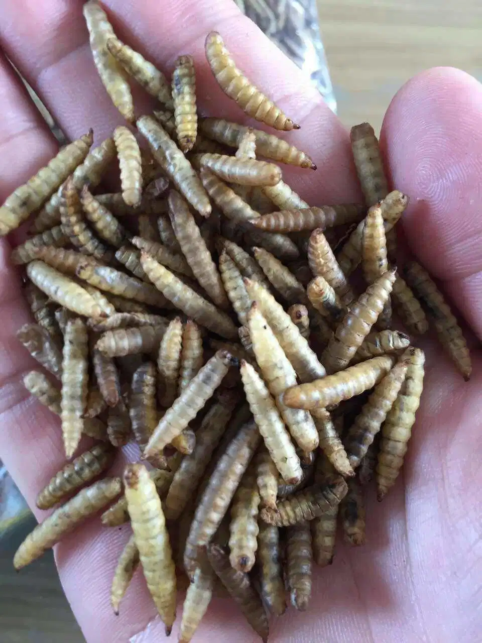 Dried Poultry Use Poultry Black Soldier Fly Larvae