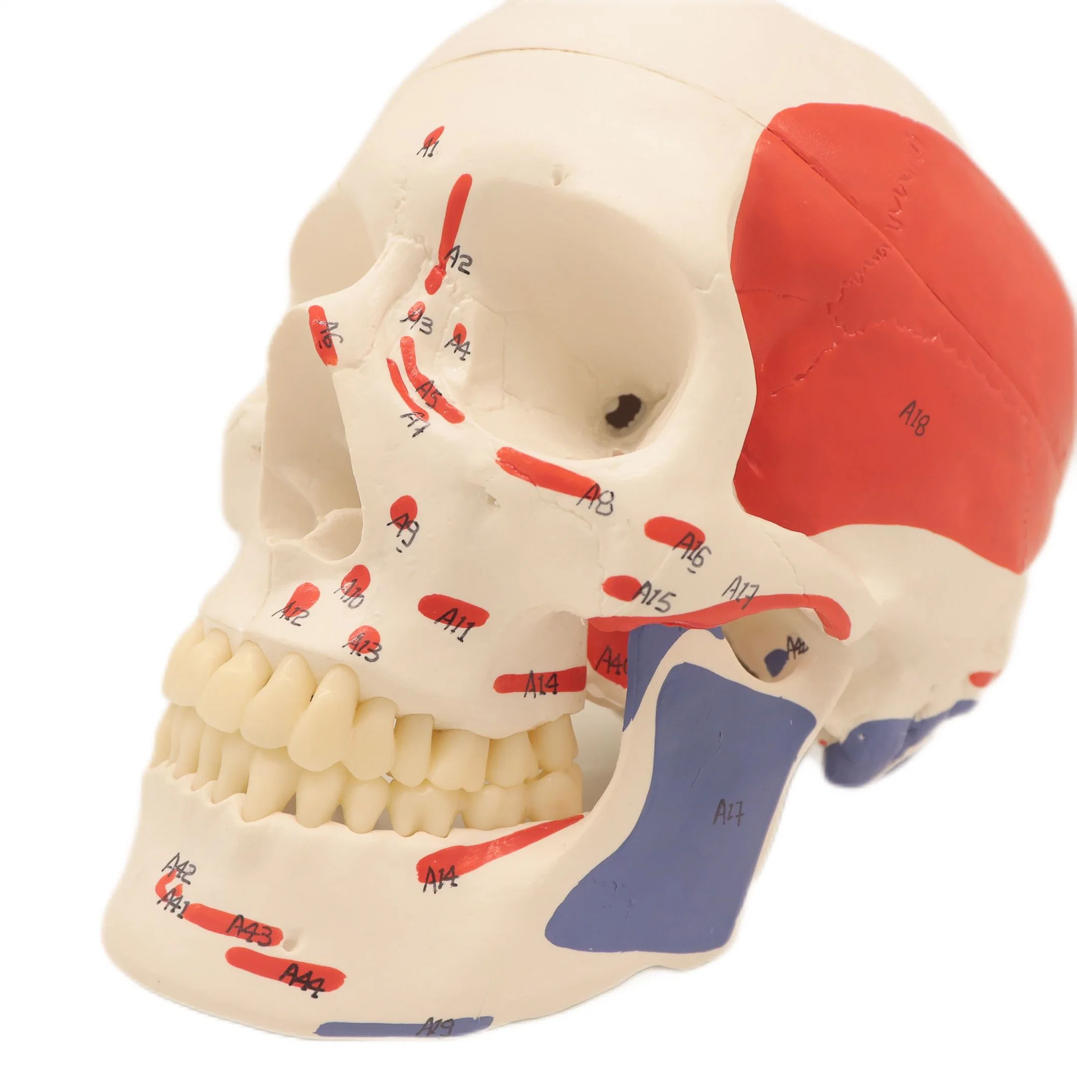 High Reproduction and Accuracy Medical Teaching Models Human Teaching Skeleton Model Spinal Column Model Human Muscular Skull with Natural Size of PVC