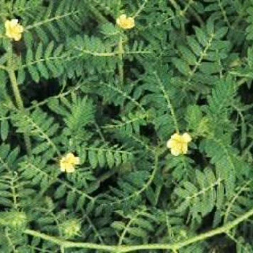 Tribulus Terrestris extracto, 90131-68-3