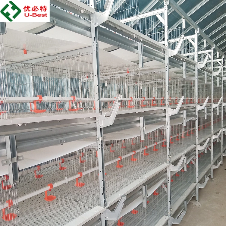 Complete Poultry Layer Cage System for Chicken House Building