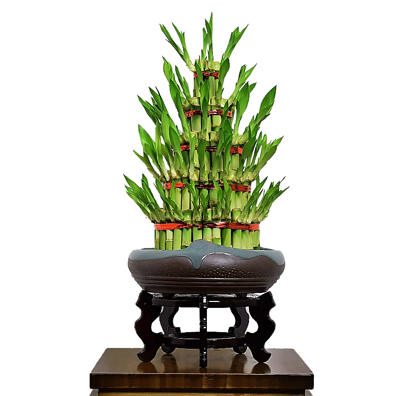 Натуральные живые растения вне помещений Bamboo Bonsai Bamboo Plants S3 Tower Счастливый бамбук