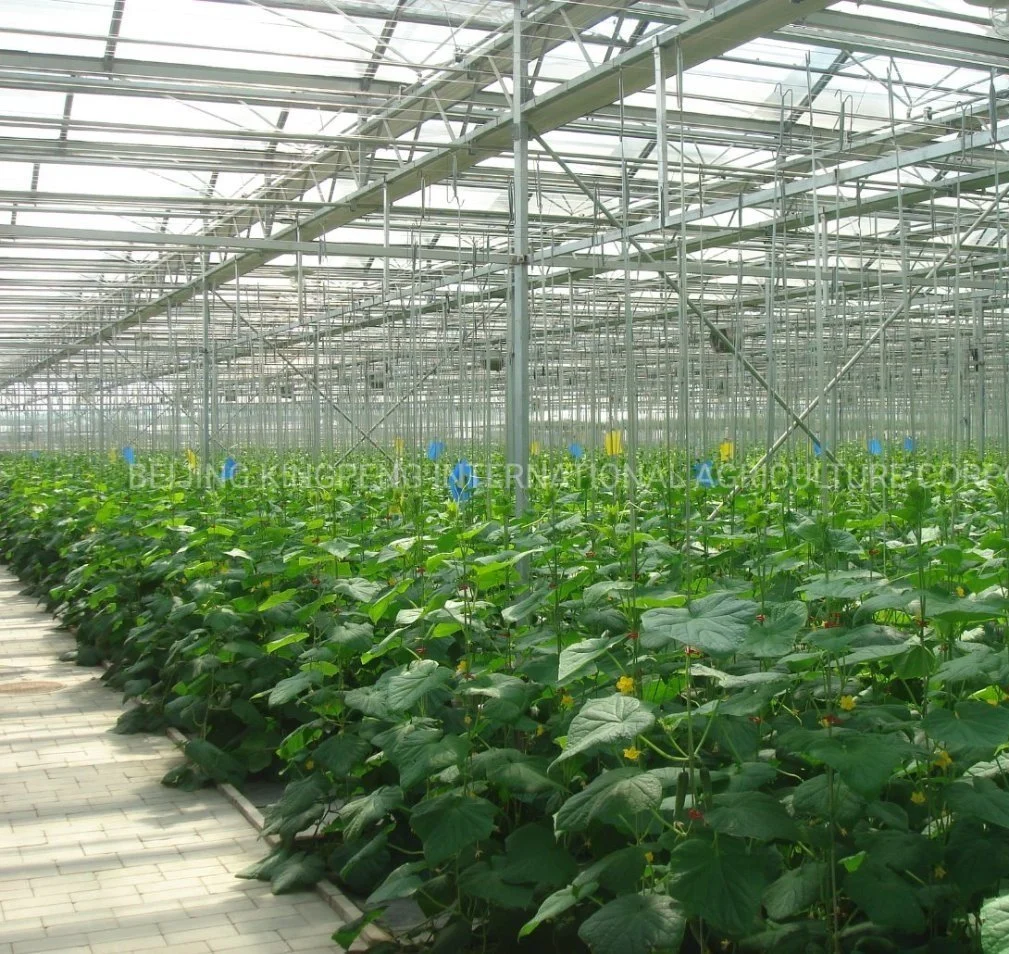 Efeito de Estufa em hidroponia para Pepino Vegetais Lecttue de tomate