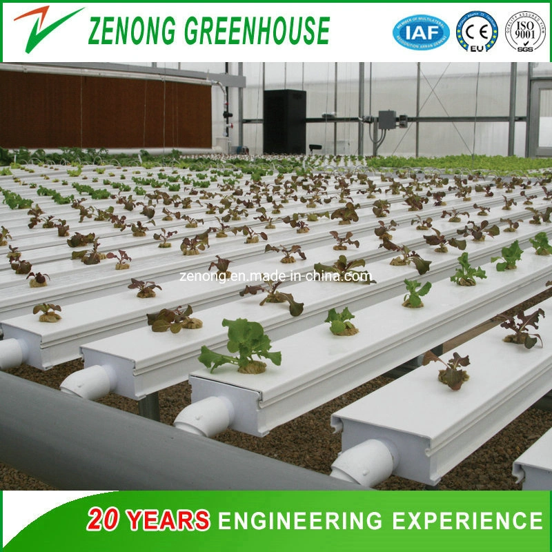 Commercial Greenhouse Dwc Deep Water Cultivation Hydroponics for Leafy Vegetables Growing