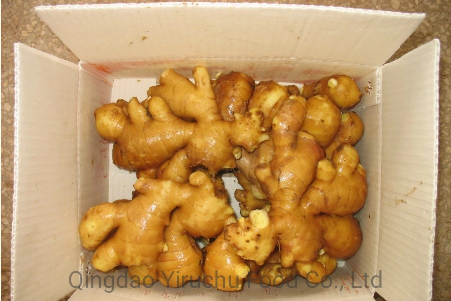 Wholesale/Supplier Ginger with Export Air Dry Ginger