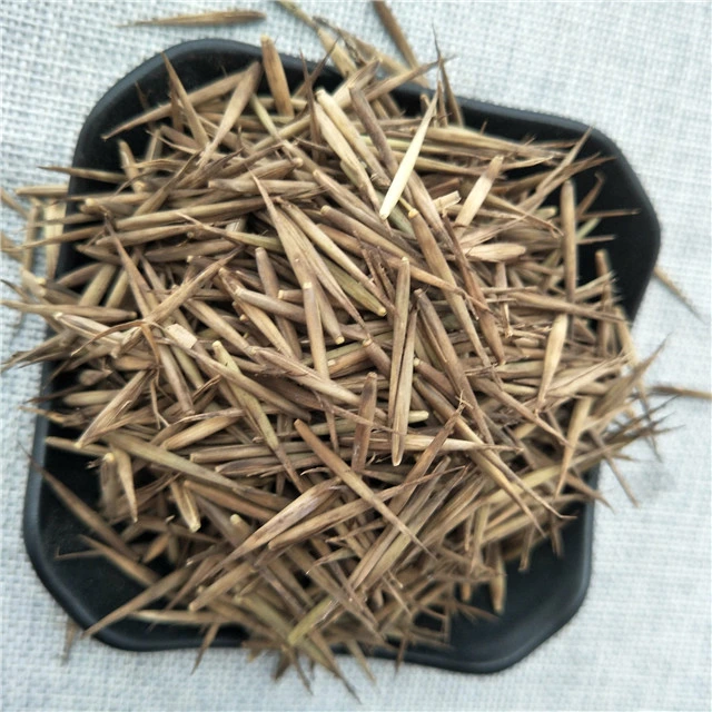 high germiration Phyllostachys pubescens seeds moso bamboo seeds