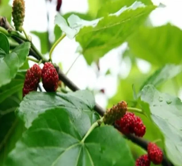 Factory Price Pure Natural Fresh Mulberry Leaf Extract