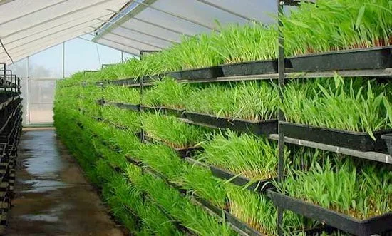 Greenhouse Vertical Hydroponic Growing Barley System Grass Fodder Tray