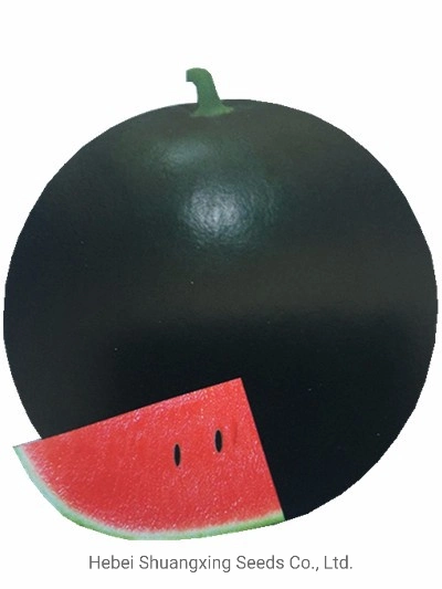 Black Color Globe Watermelon Seeds F1 Hybrid Watermelon Seed