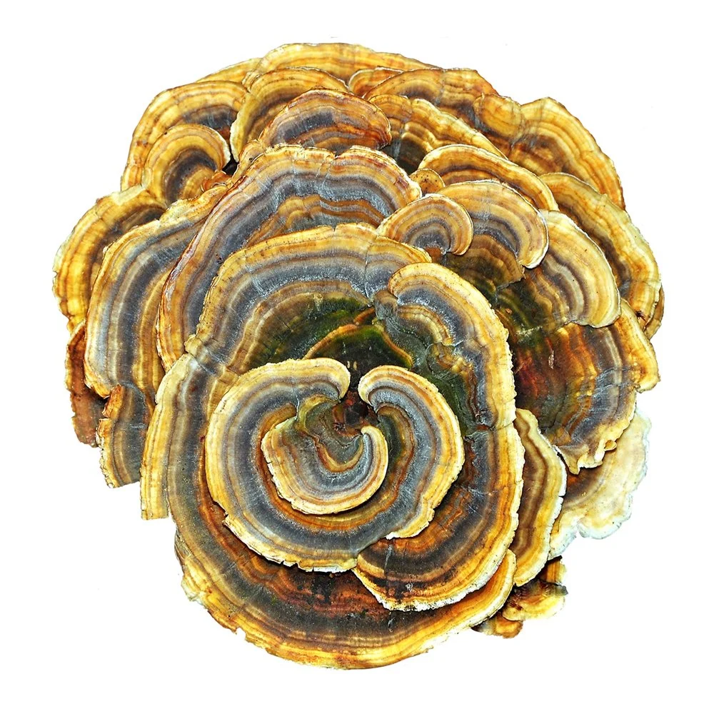 Organic Turkey Tail Mushroom Powder Coriolus Versicolor Mushroom Extract Turkey Tail Extract Water Soluble