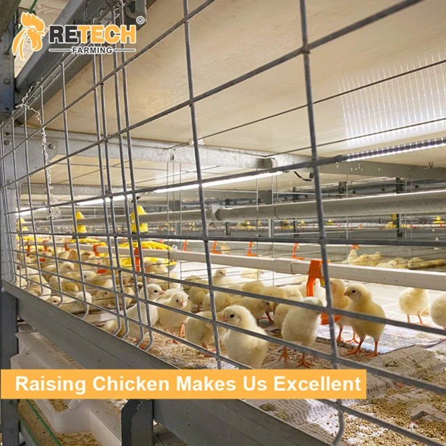 Hot Sale Automatic Broiler Feeding System Poultry Farm Broiler Chicken Cage Coop