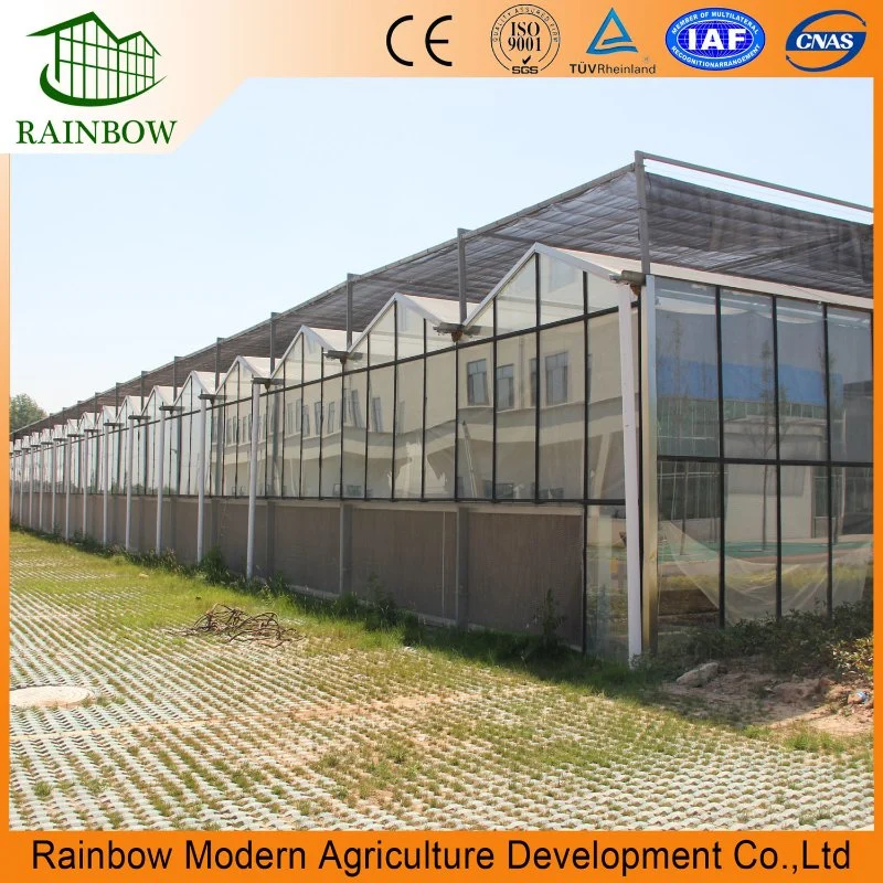 Multi-Span Venlo invernadero de vidrio con sistema de cultivo hidroponico de tomate