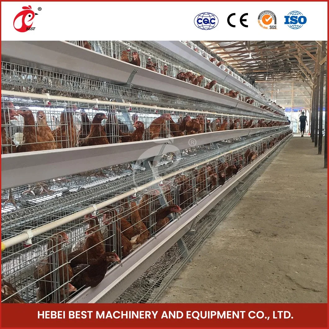 Bestchickencage a Type Pullet Chicks Cage Breeder Cage China Brooder Chicken Enclosure Manufacturing Free Sample Low Noise Level Poultry Farm Brooder Cages