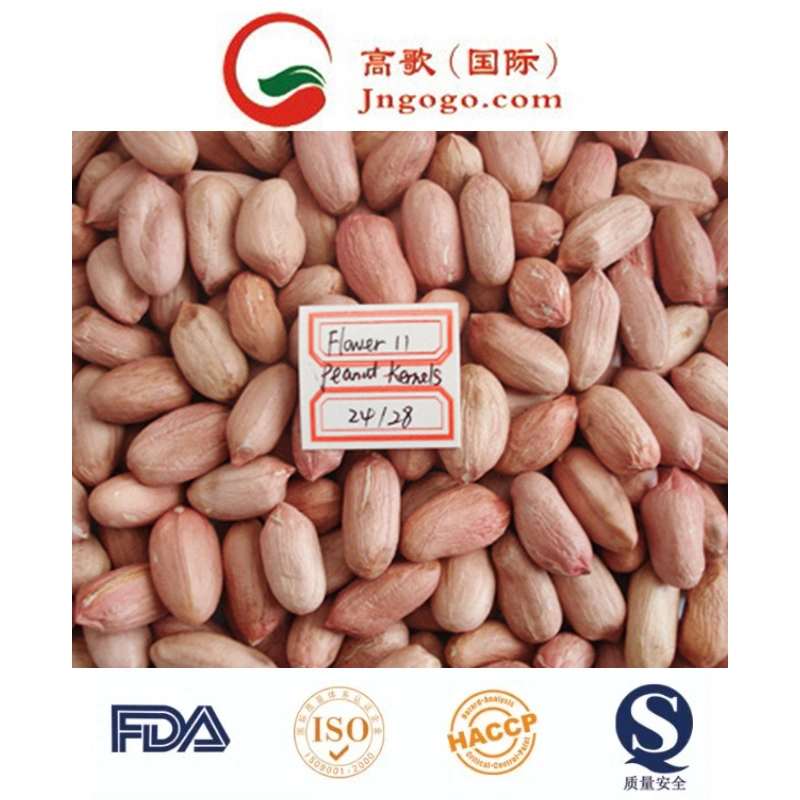 High Quality Peanut Kernel with Skin (24/28, 28/32, 38/42)