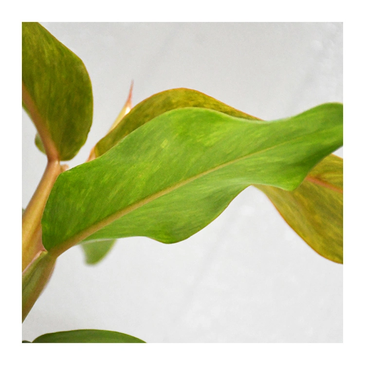 New Arrival Live Plant Marmalade Philodendron Plant Bonsai