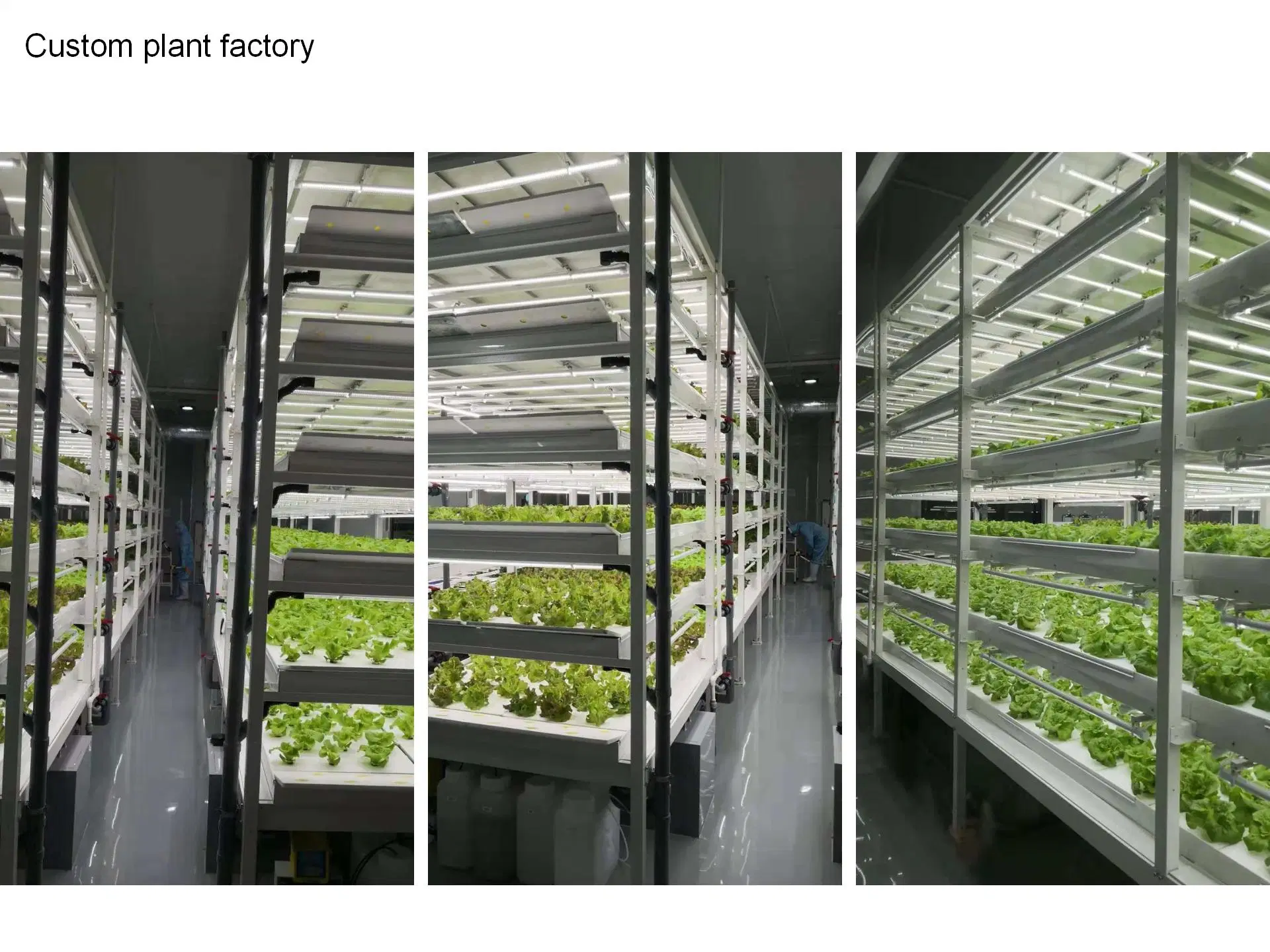 Sistema hidropónico en invernadero para el cultivo y alimentación de Annimal