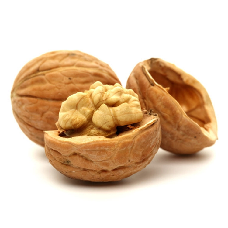 Healthy Snacks Paper Shell Walnuts Easy Crack Thin Skin Walnut Inshell From China