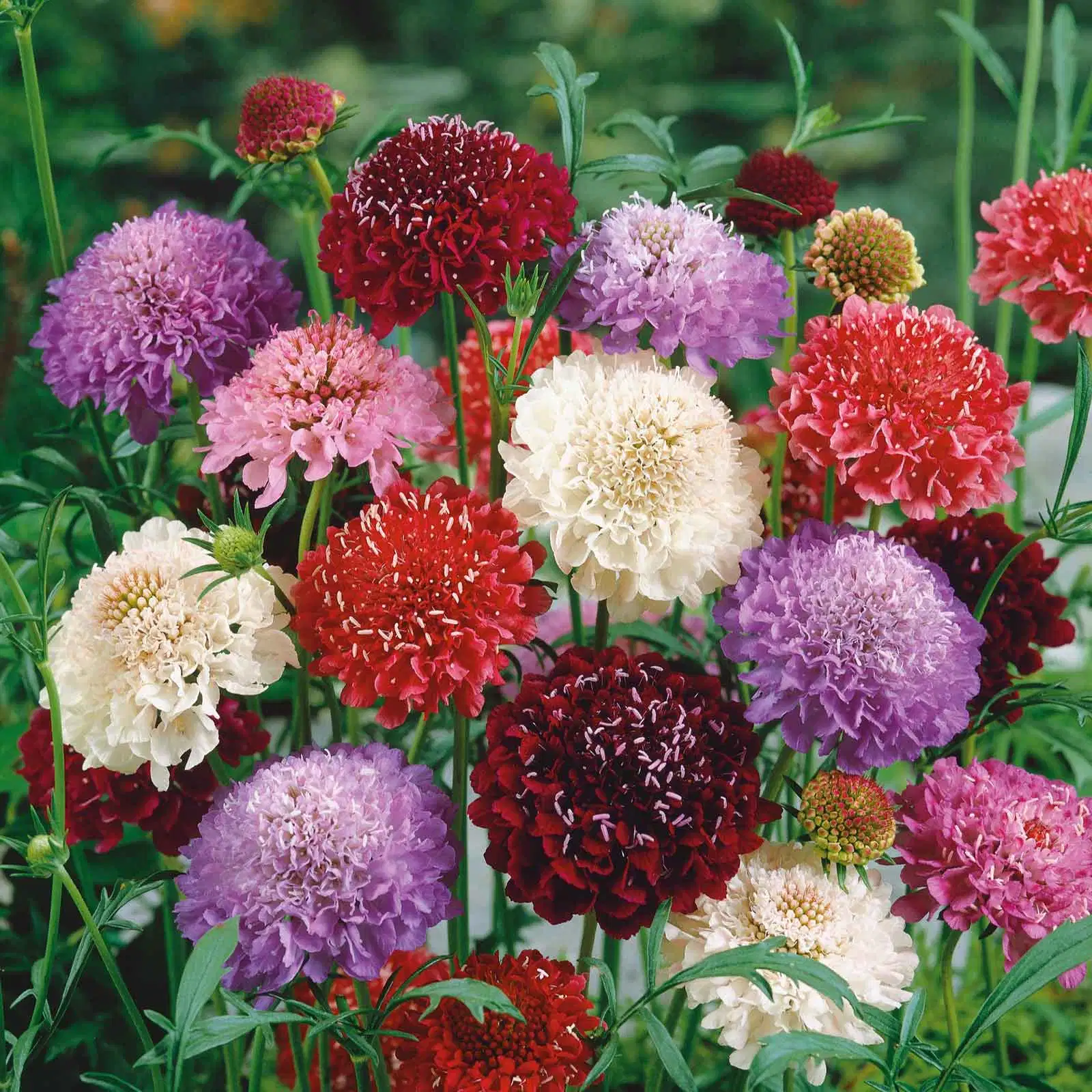 Scabiosa Atropurpurea Seeds Pincushion Flower Seeds