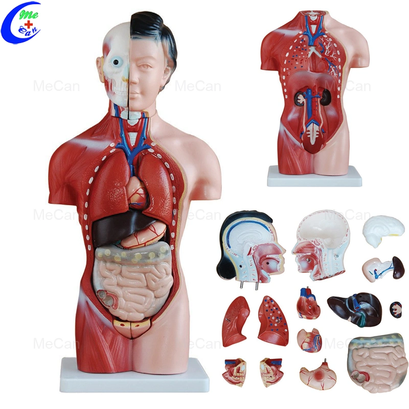 Hot 23 Parts 20 Mecan Human Body Medical Anatomy Educational Torso Model