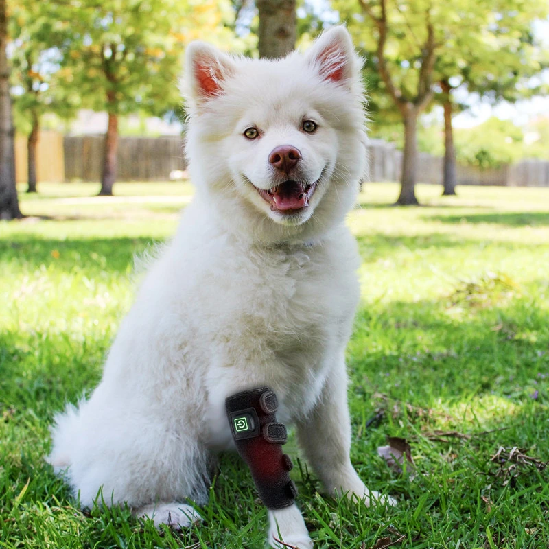 Vet Infrared & Red Light LED Therapy Belt for Dogs & Cats