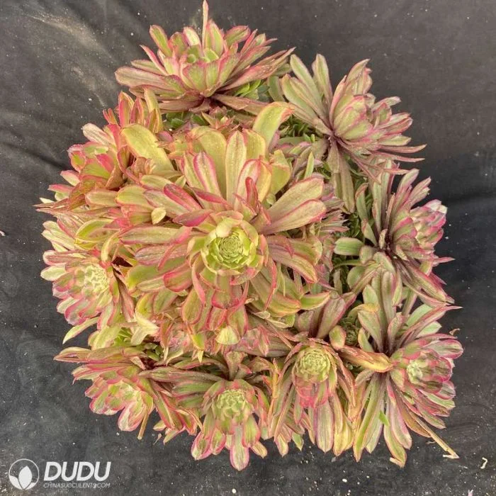 Cubierta de neblina Rosa Variegate Dudu Aeonium vivir Natural suculentos