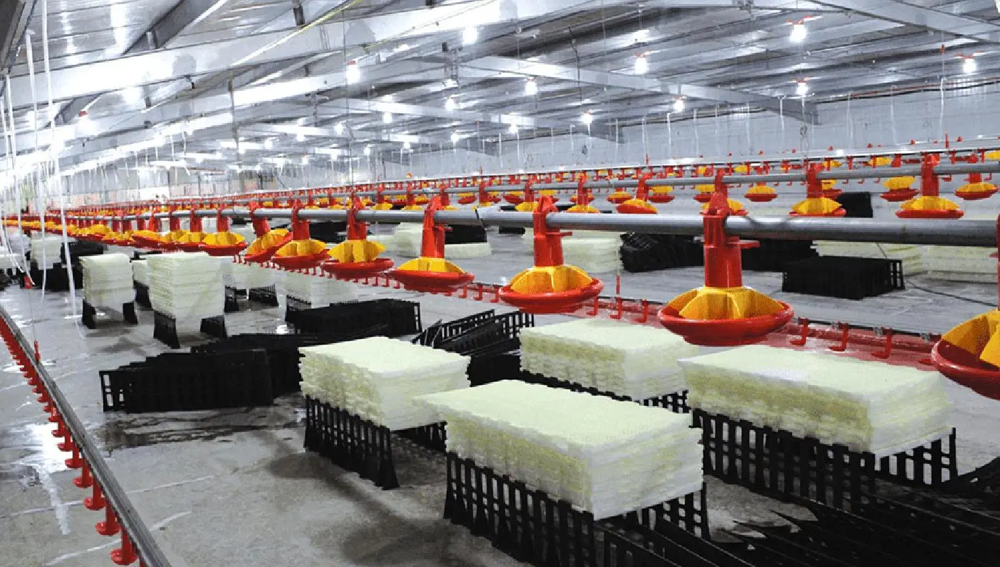 Automated Feeding Steel Strucutre Chicken Poultry House in Low Price and Good Quality