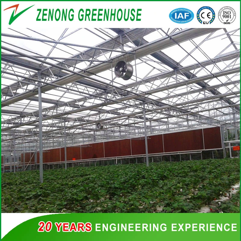 Agriculture Multi Span Intelligent Glass Greenhouse for Hydroponic Agriculture Demonstration Park