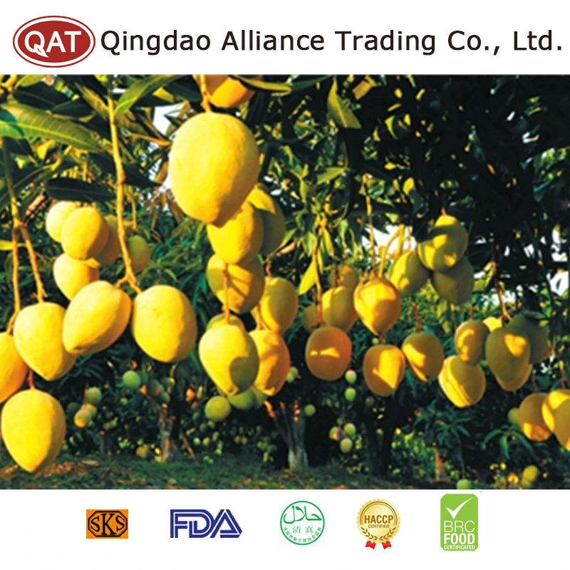 Wholesale Bulk IQF Fruits Frozen Diced Mango for Exporting From China Supplier