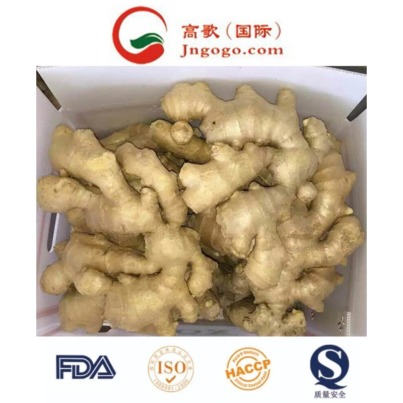 Fresh Shine Yellow Dry Ginger Supplier