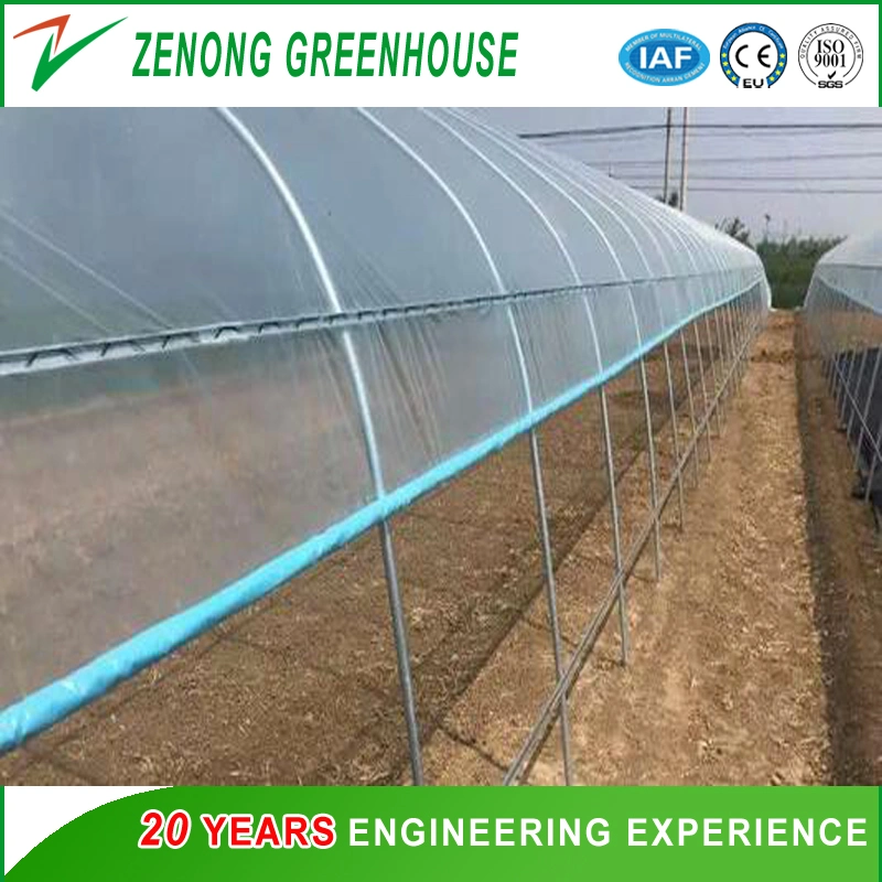 China Good Quality Po Film Single-Tunnel Greenhouse for Carrot/Mushroom/Tulip