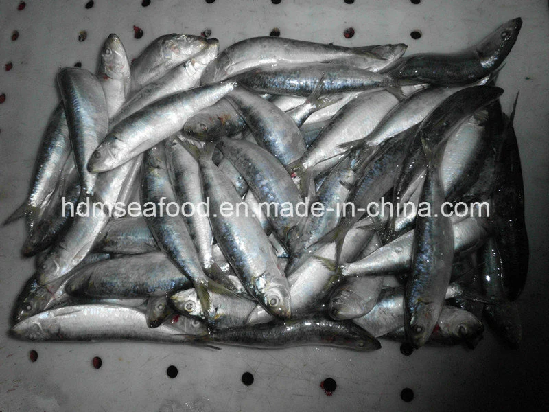 Новые предстоящие свежих замороженных морепродуктов Sardine рыб 90-100