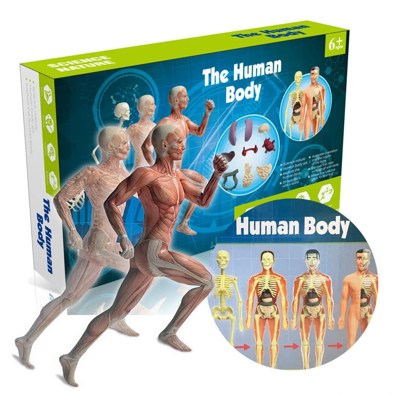 Juguete Educativo el montaje de los órganos del cuerpo humano Anatomía del niño juguete de modelo de aprendizaje de la enseñanza de anatomía humana de Medicina de la ciencia popular juguete