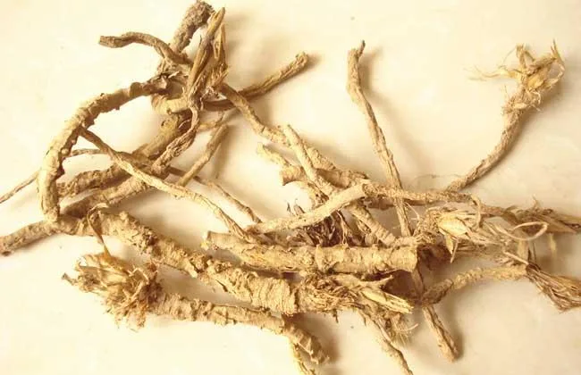 Traditional Chinese Medicine with The Effect of Treating Cold and Headache Fangfeng/Divaricate Saposhniovia Root