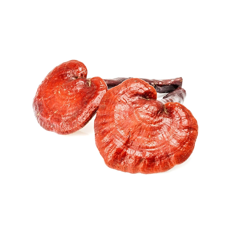 Organic Reishi Mushroom Fruiting Body Powder Reishi Mushroom Extract Reishi Mushroom Ganoderma Lucidum Mushroom Extract