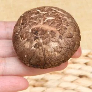 Venta caliente Rendimiento de alta calidad/alto costo secado orgánico Shiitake setas