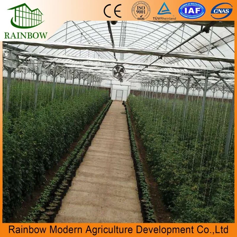 Smart Agricultural Multi Span Arch-Type Film PE/Po Greenhouse for Vertical Farming Agriculture of Vegetables/Flowers/Tomato/Garden with Hydroponics System