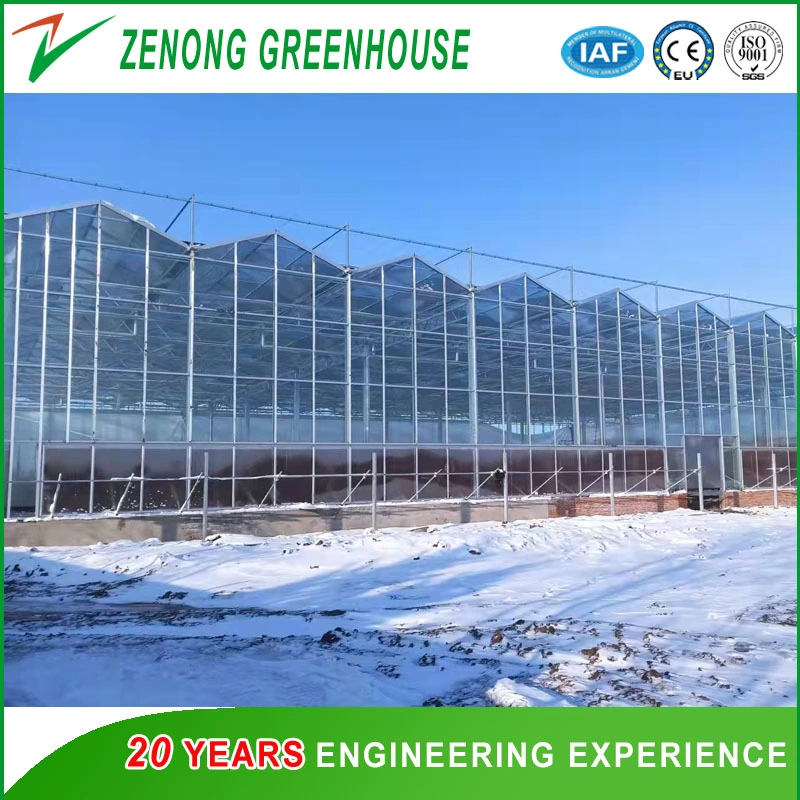 Serres en verre agricoles/commerciales avec quatre couvertures d'isolation latérales pour l'hiver Légumes/fleurs/hydroponique