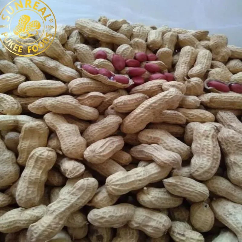 Roasted Red Skin Peanut in Shell/Sunreal/Thin Shell/Easy to Move/Plump Kernel