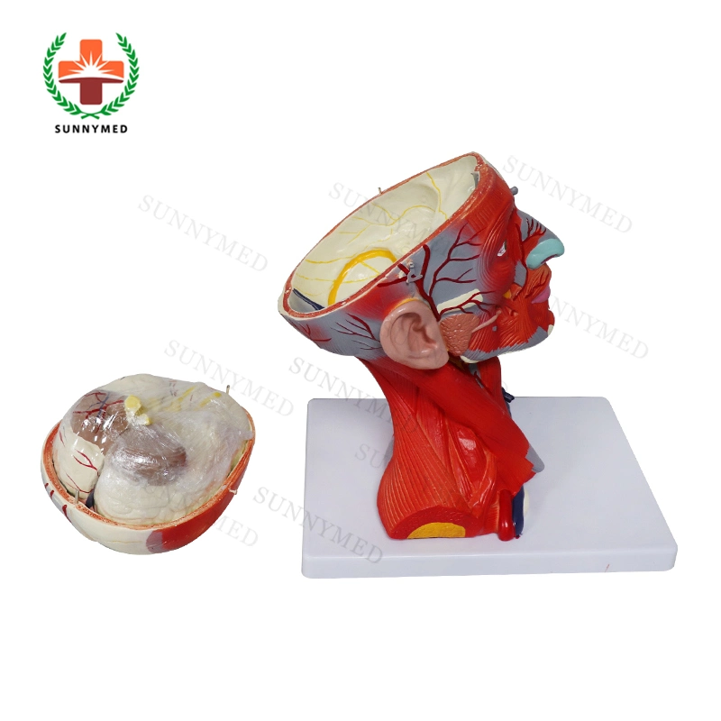 Sy-N02701 Good Quality Head Model with Muscles Blood Vessel for School