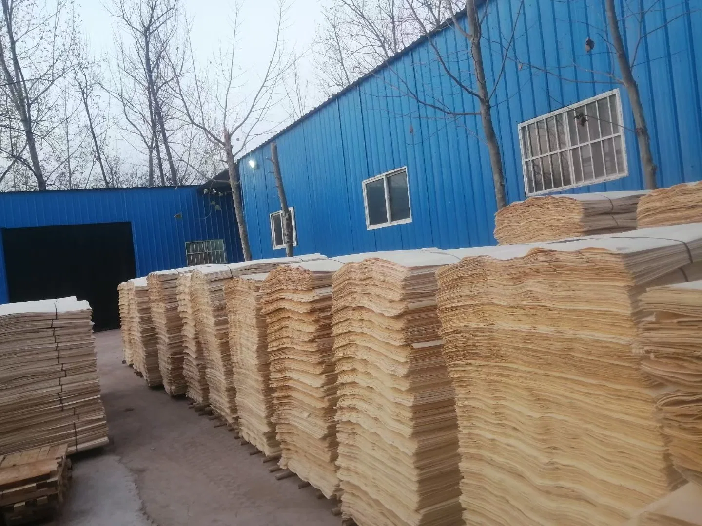 Nature Poplar Wood Barked Veneer for Plywood