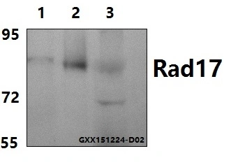 Anticorps polyclonal Rad17 (A639) homologué ce, ISO9001