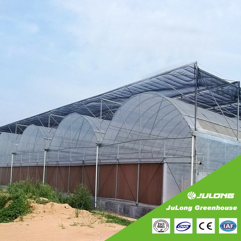 Low Cost Agricultural Multi Span Tunnel Plastic Film Greenhouses with Hydroponic System for Growing Tomato/Peppers/Eggplant/Strawberry/Cucumber