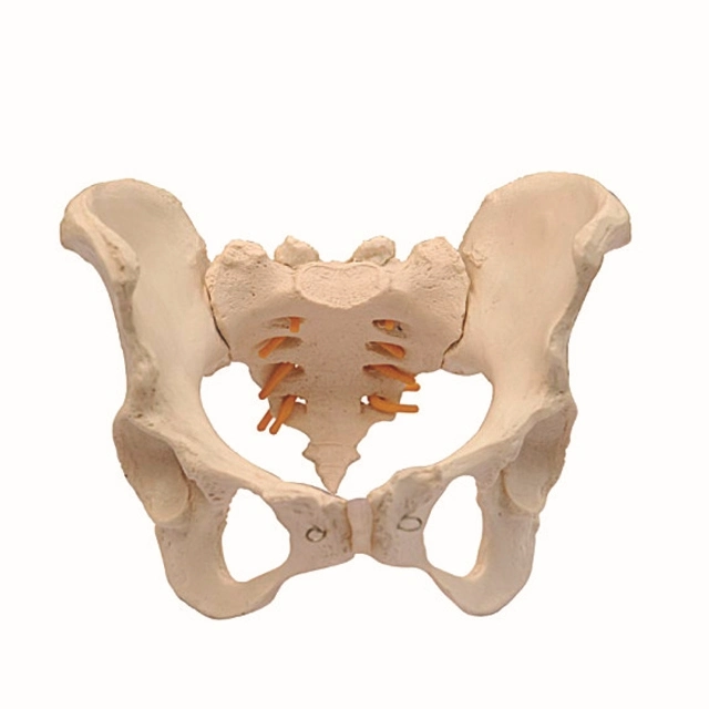 Menschliches Modell-Thorax-Wirbel, Halswirbel, Lendenwirbelmodell