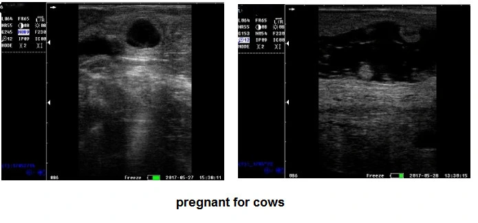 Rsd-V8 Handheld Vet Portable Digital 5 Inches Ultrasound Machine Veterinary Ultrasound