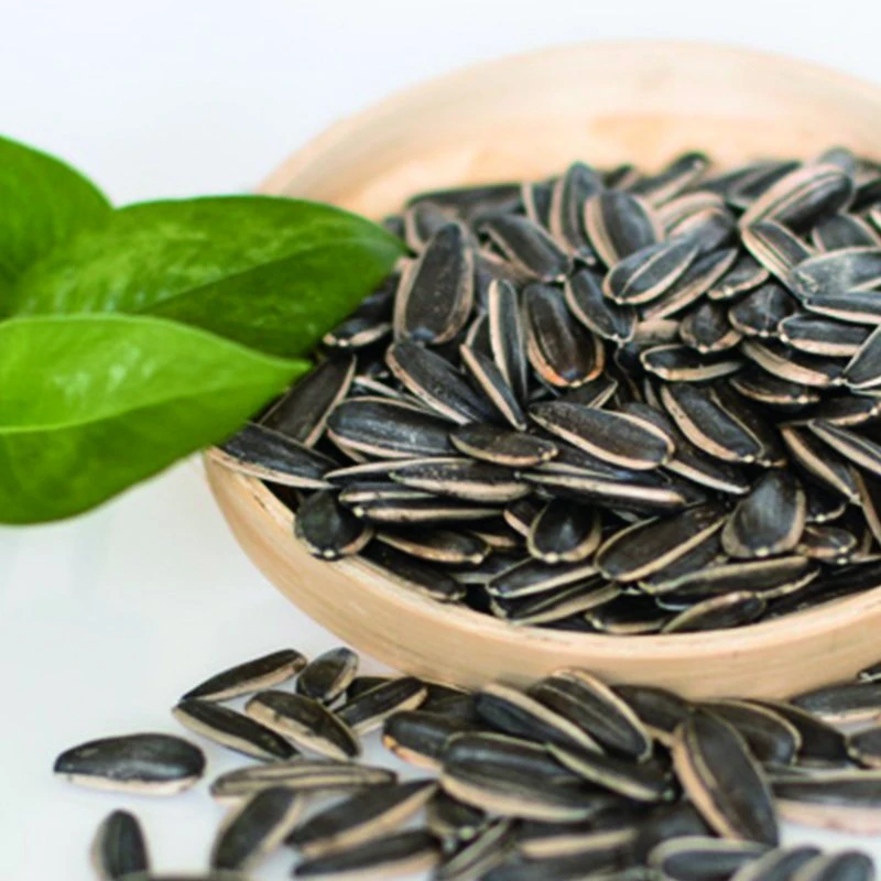 Whole Sale Low Price Sunflower Seeds Good Price Sunflower Seeds 361